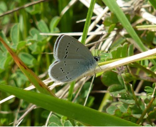 Cupido minimus